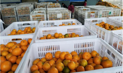 天同食品迎柑橘豐收季，開足馬力保供應(yīng)，領(lǐng)航罐頭市場(chǎng)新篇章